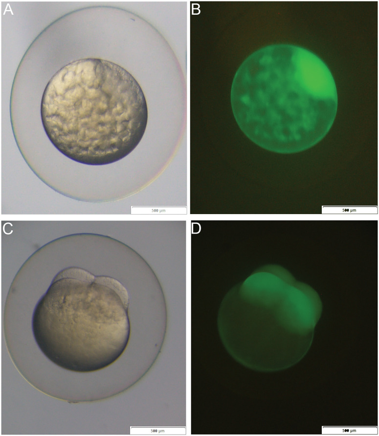 Fig 8