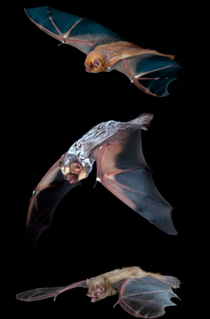 Fig 1