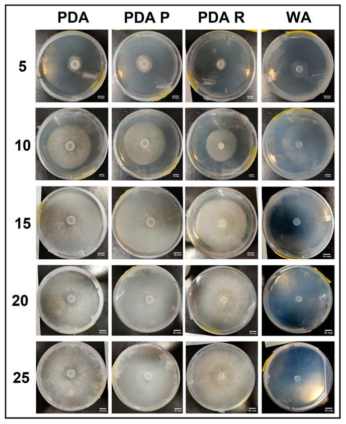 Figure 15