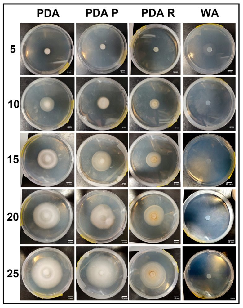 Figure 17