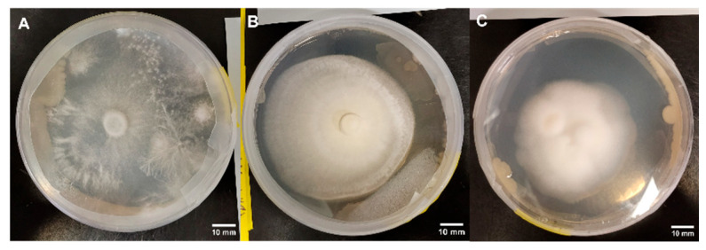 Figure 20