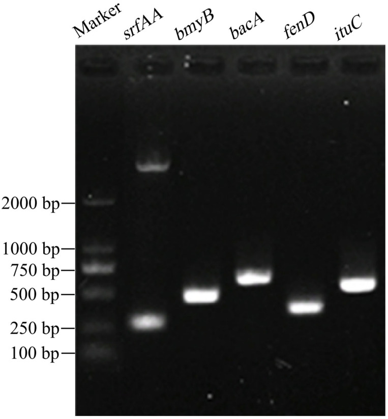 Figure 5