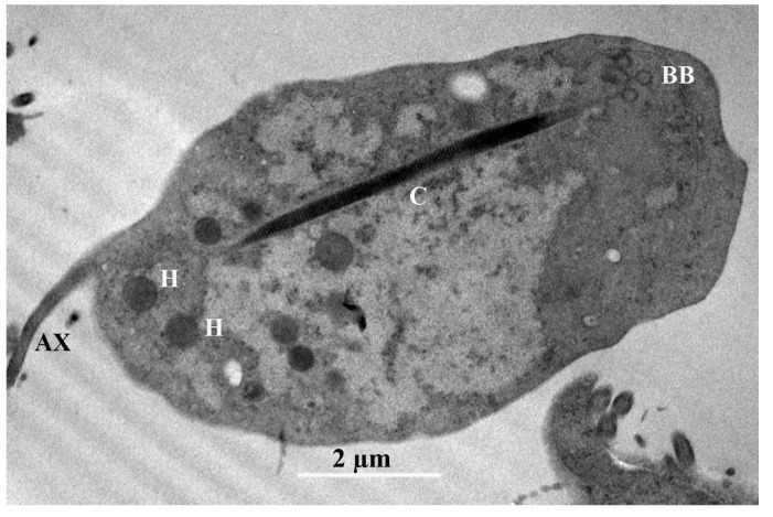 Figure 5
