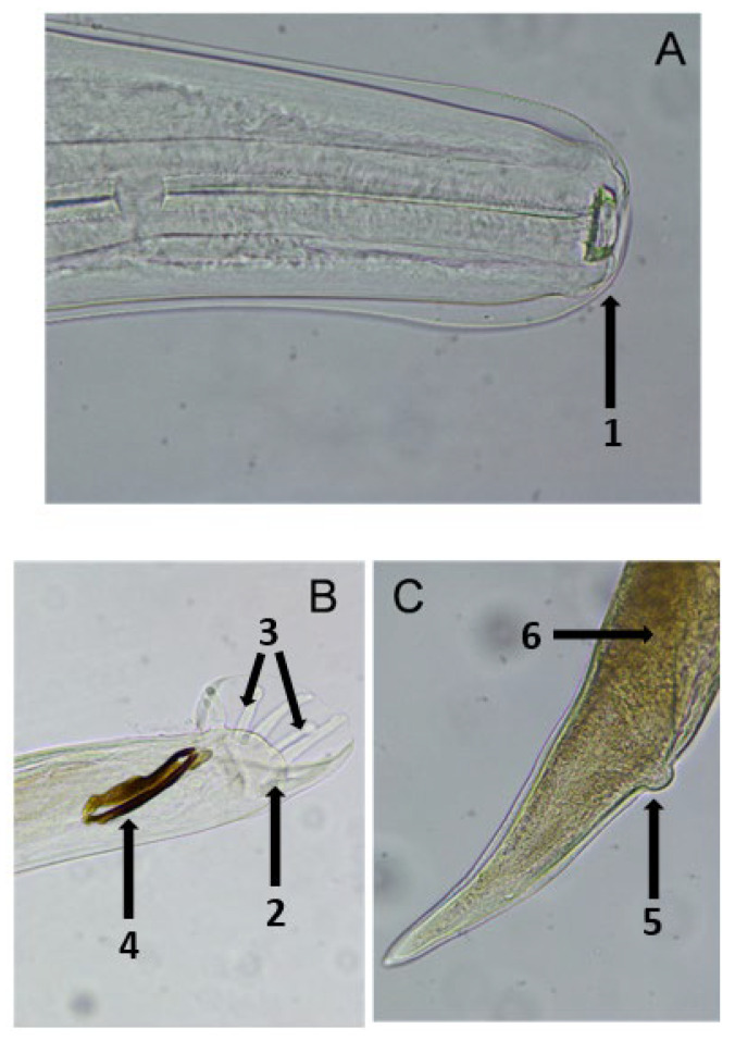 Figure 2