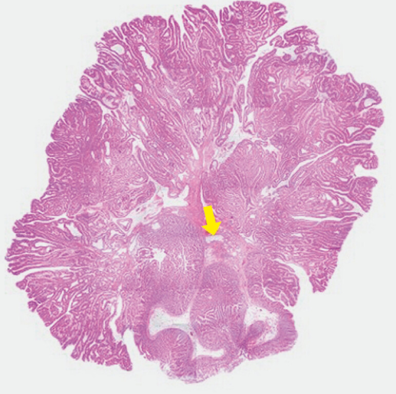 Fig. 3