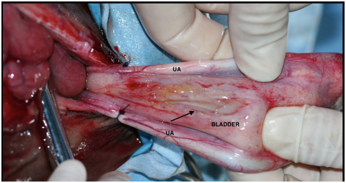 Figure 7