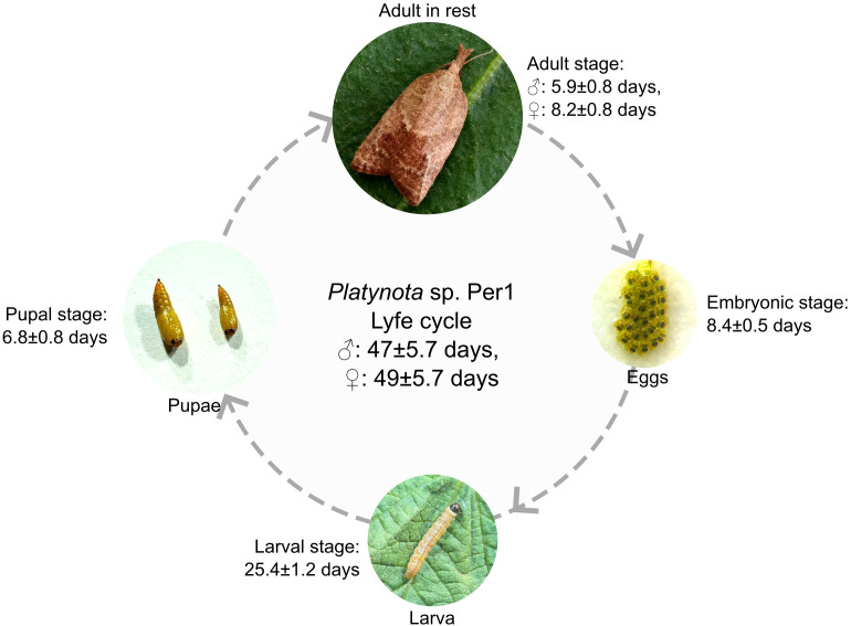 Figure 3