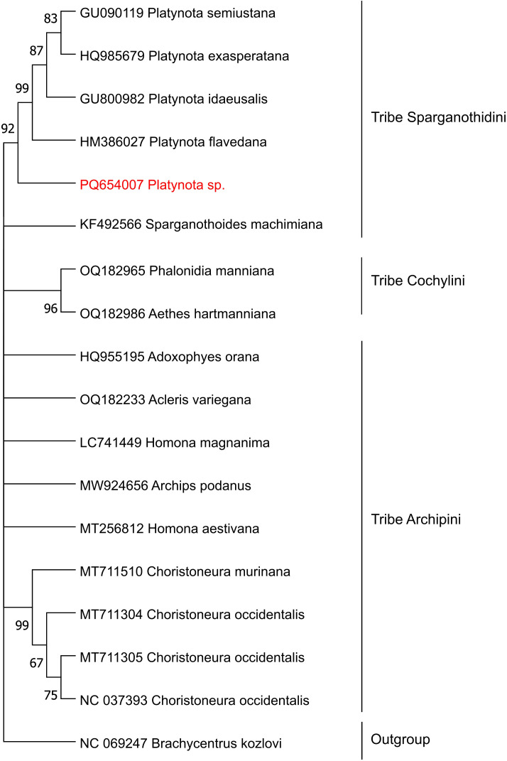 Figure 5