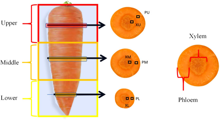 Figure 1