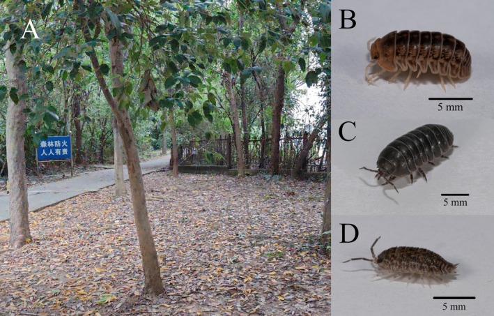 FIGURE 1