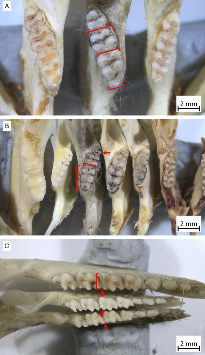 FIGURE 3