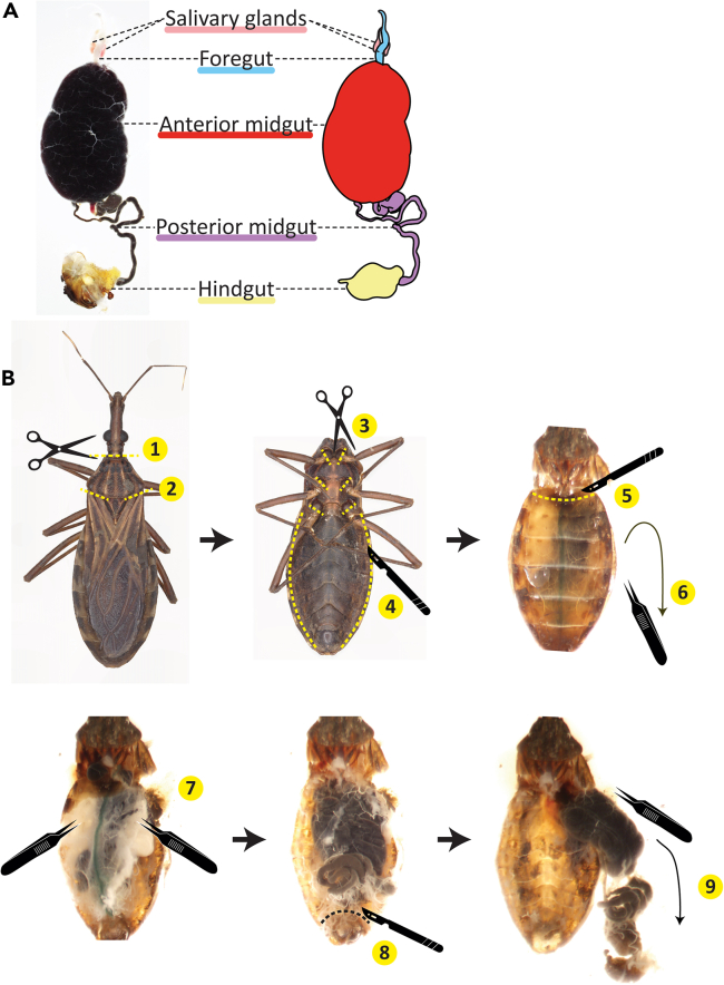 Figure 7