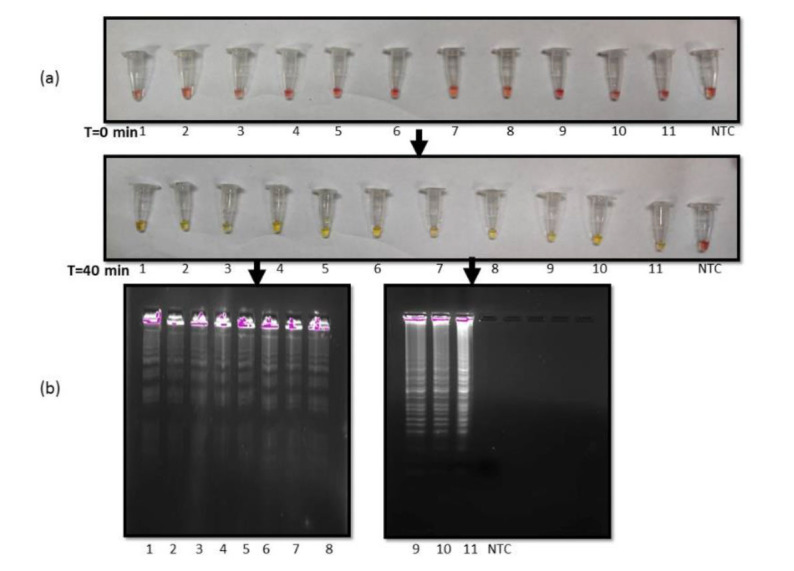 Figure 6