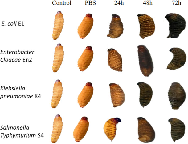 Figure 13
