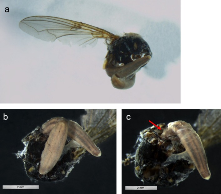 FIGURE 3