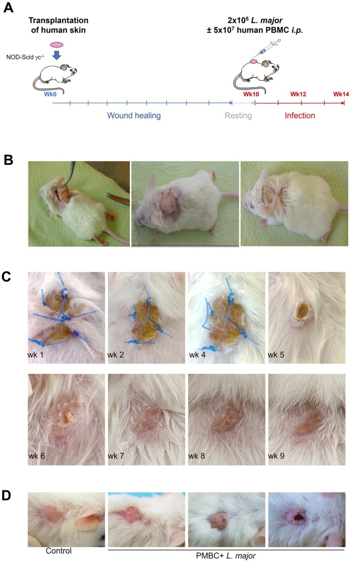 FIGURE 1