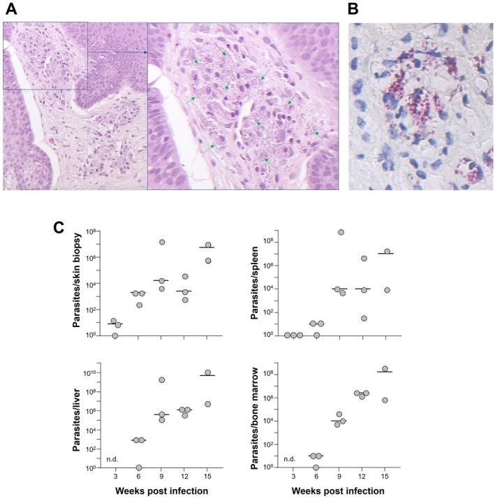 FIGURE 2