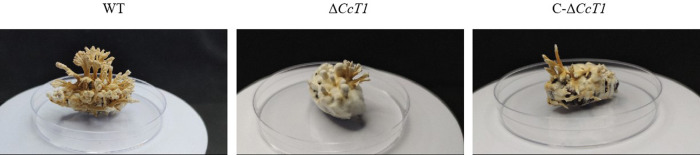 Fig 7