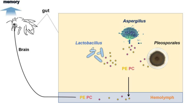 Fig 6