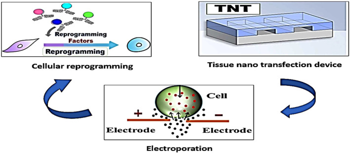 FIGURE 2