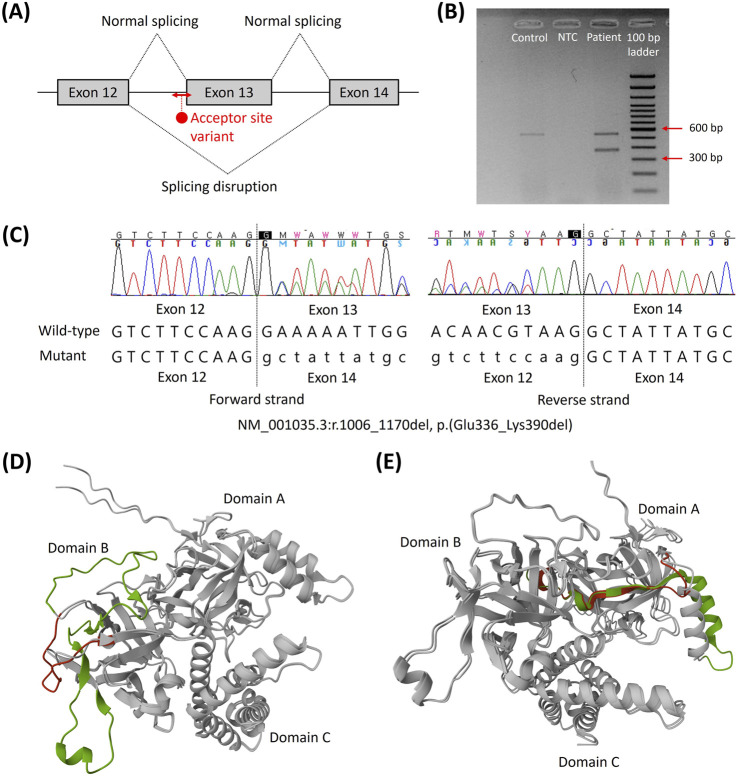 FIGURE 2