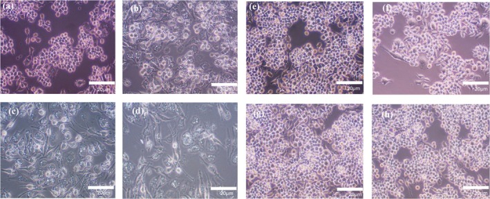 FIGURE 2