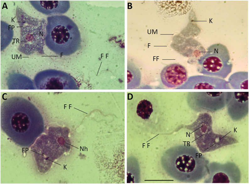 Figure 4