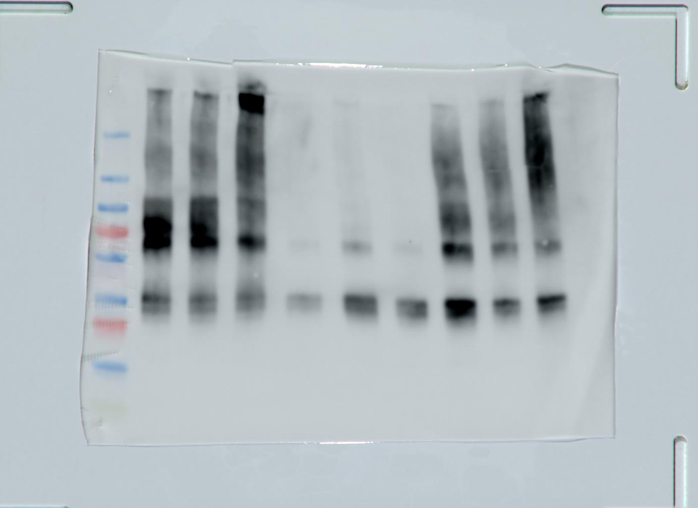 Figure 13