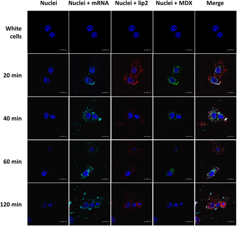 Figure 11