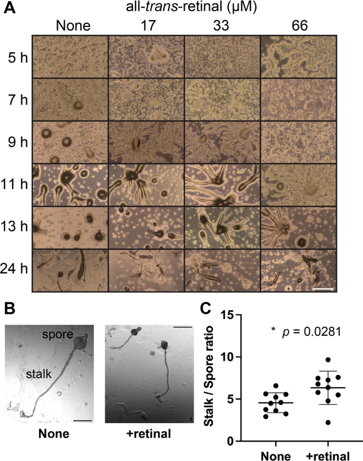 FIGURE 3
