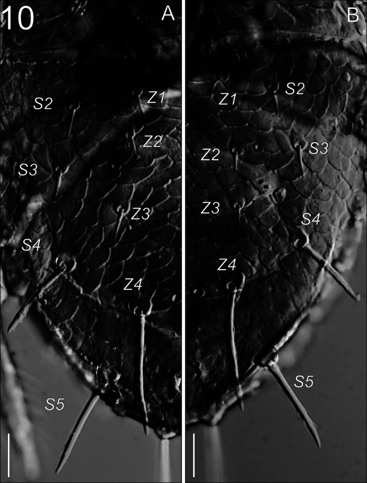 Fig. 10