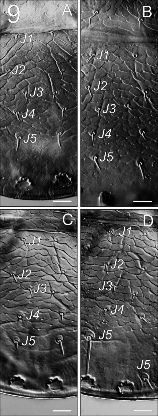 Fig. 9