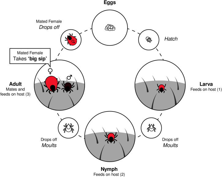 Fig 1