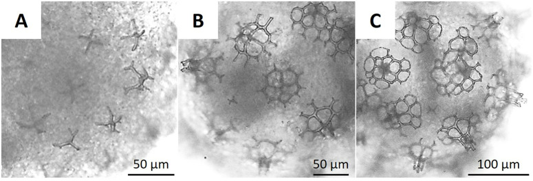 Fig 5