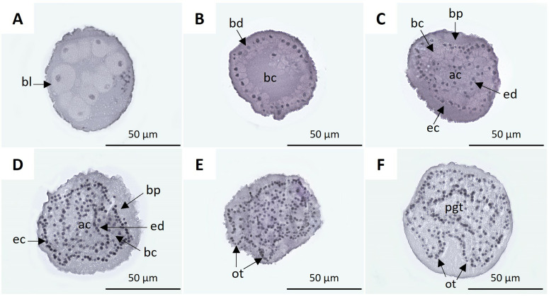 Fig 7