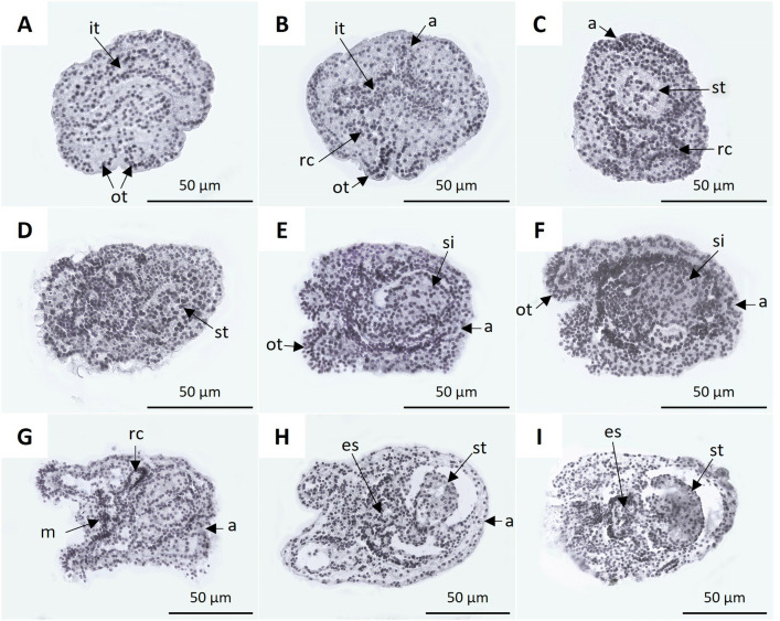 Fig 8