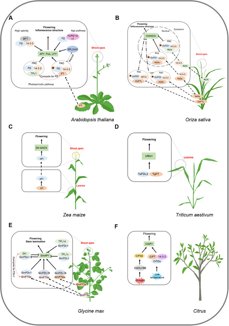 Figure 2
