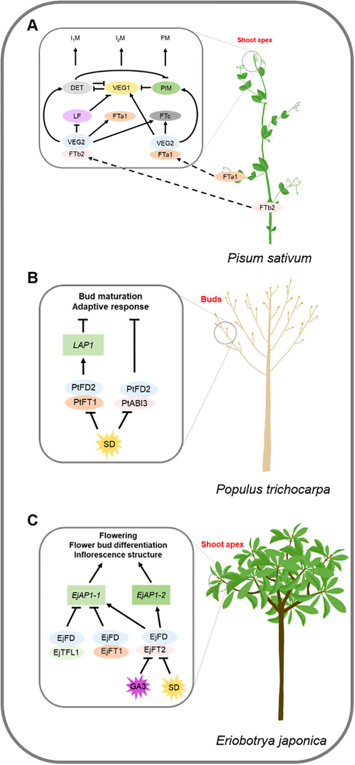 Figure 3