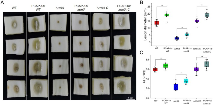 FIGURE 4