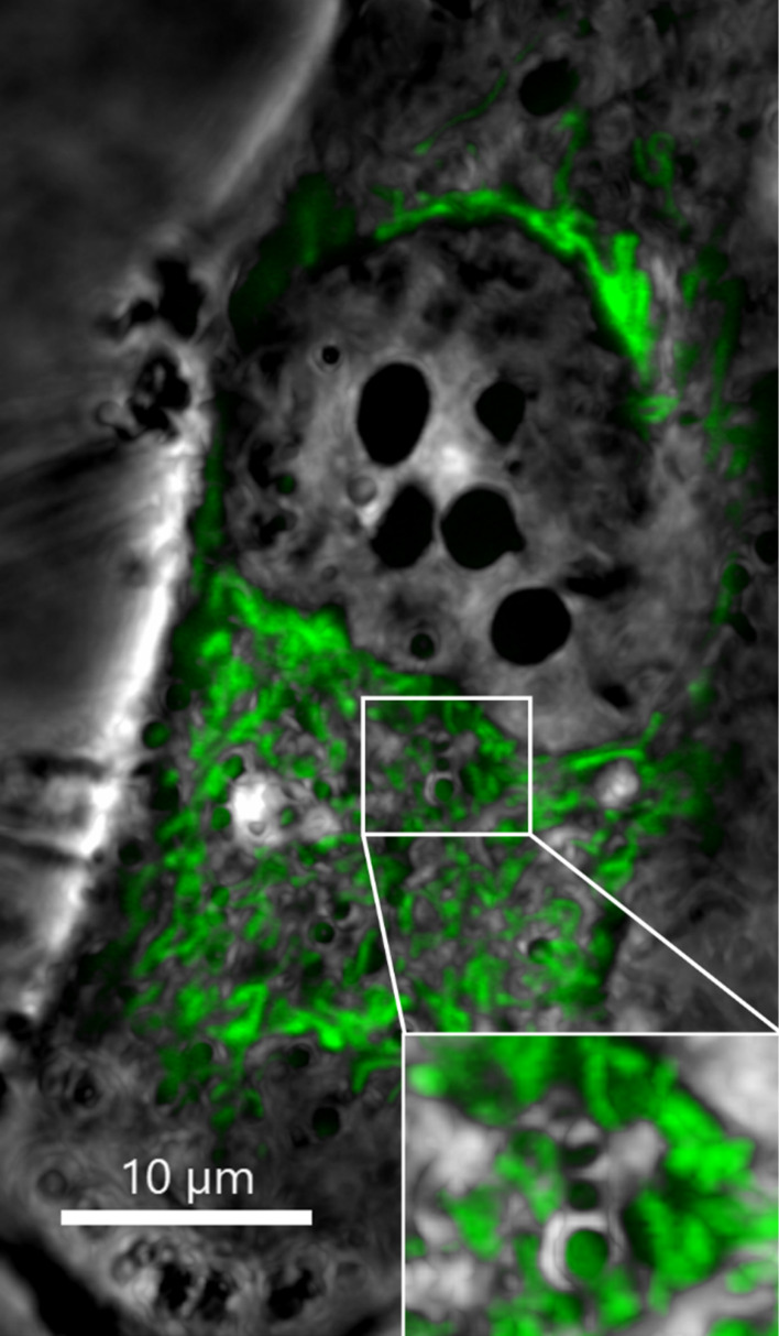 Figure 12