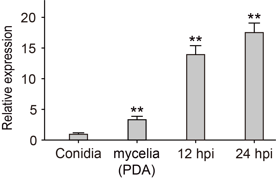 Figure 14