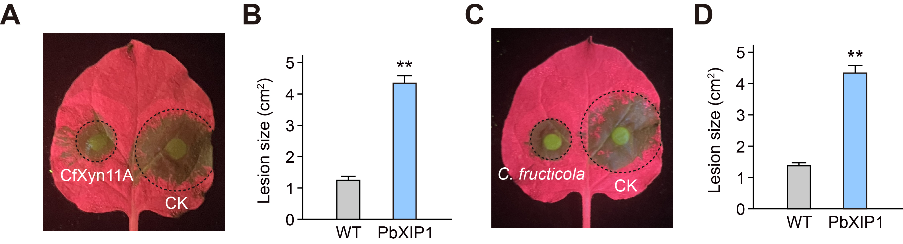Figure 17
