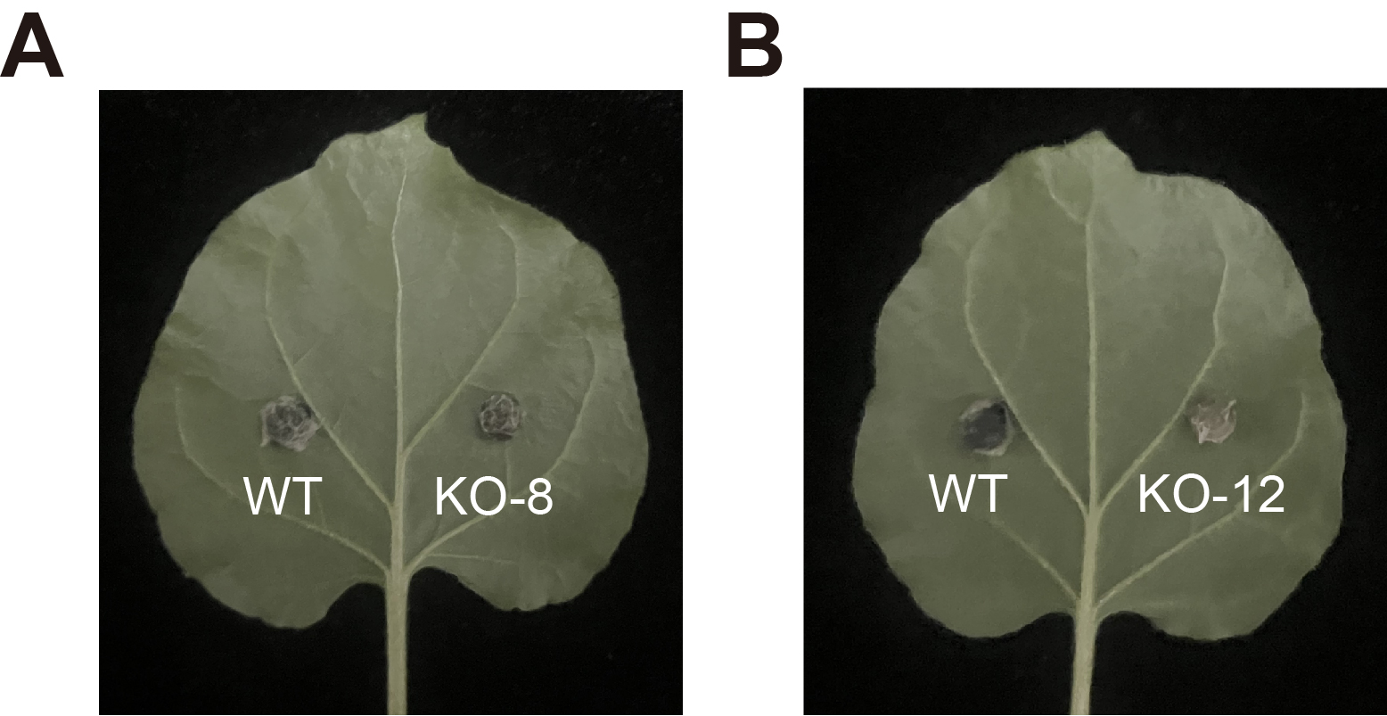 Figure 18