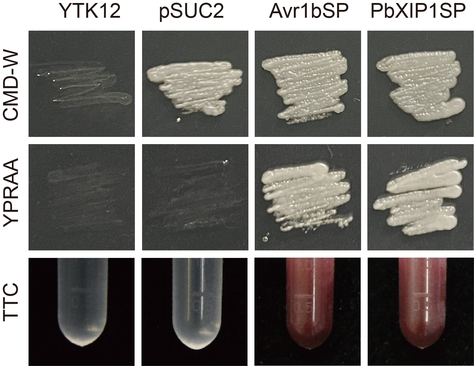 Figure 20
