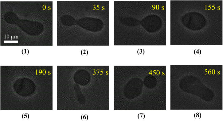 Fig 4