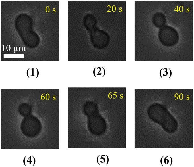 Fig 5