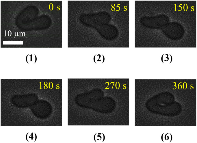 Fig 6