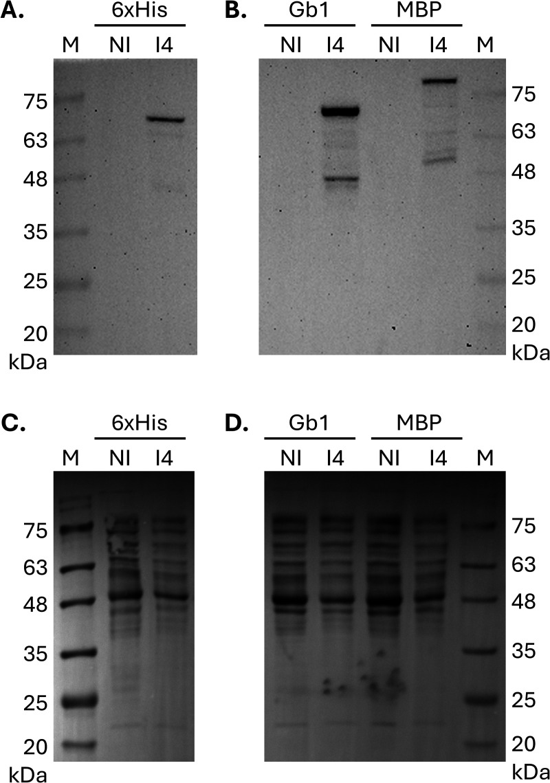 Fig 4