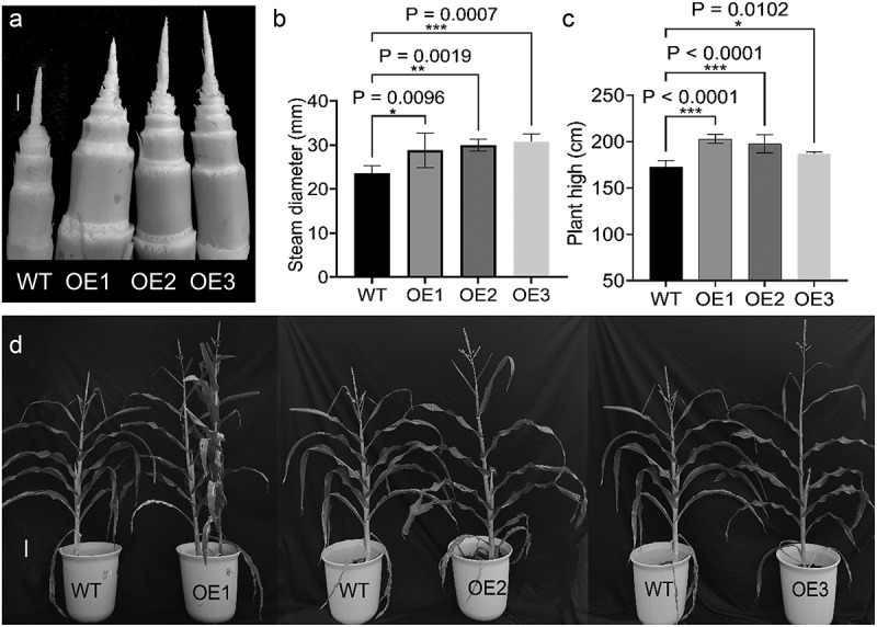 Figure 11