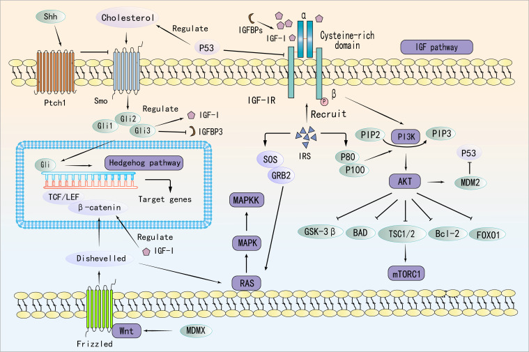 Figure 2